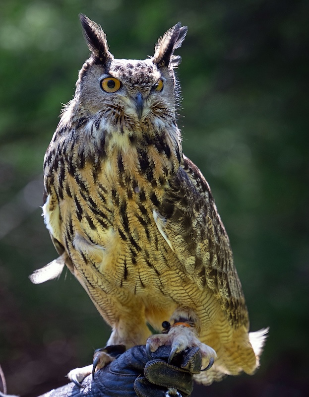 ODBS Owl 800 ODBS Owl